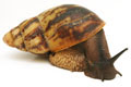 Archachatina marginata ssp. Cameroon 6 adult